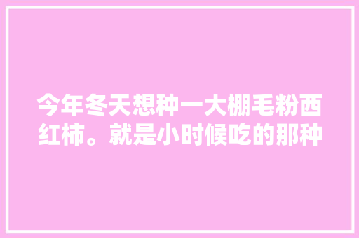 今年冬天想种一大棚毛粉西红柿。就是小时候吃的那种，不知道能挣钱吗「」