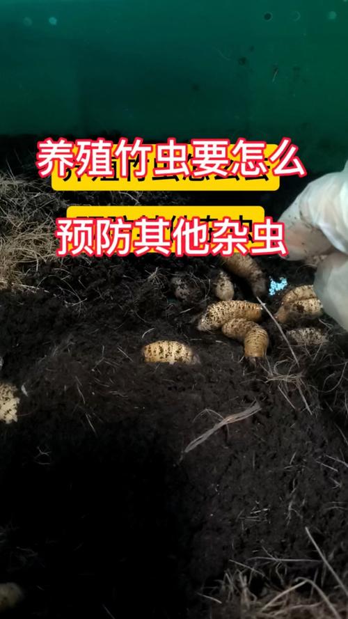 吃竹子的黑色虫叫什么「竹虫为什么是黑色的呢」 GoogleSEO 吃竹子的黑色虫叫什么「竹虫为什么是黑色的呢」 吃竹子的黑色虫叫什么「竹虫为什么是黑色的呢」 GoogleSEO