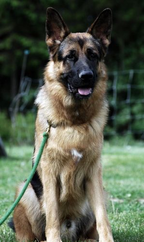 为什么有的牧羊犬叫Shepherd有的叫Sheepdog「为什么称呼抖音爸爸」 为什么有的牧羊犬叫Shepherd有的叫Sheepdog「为什么称呼抖音爸爸」 搜狗SEO