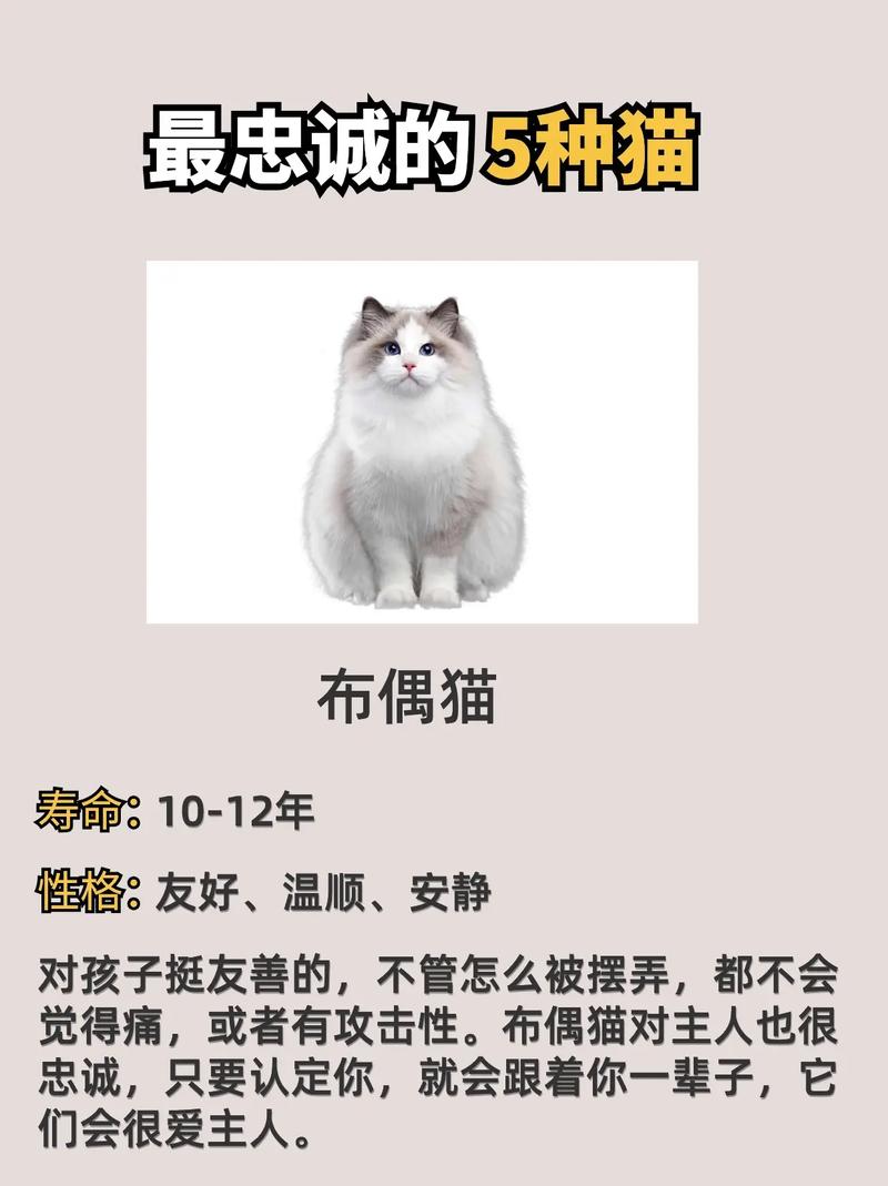 猫,人类忠实的伙伴与神秘的朋友_猫科普之旅 百度SEO 猫,人类忠实的伙伴与神秘的朋友_猫科普之旅 猫,人类忠实的伙伴与神秘的朋友_猫科普之旅 百度SEO