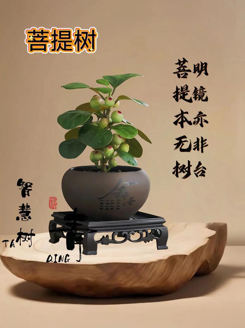 菩提网站,设计之美,智慧之源 百度SEO 菩提网站,设计之美,智慧之源 菩提网站,设计之美,智慧之源 百度SEO