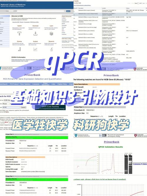 引物设计在线网站,生物科研的得力助手 必应SEO 引物设计在线网站,生物科研的得力助手 引物设计在线网站,生物科研的得力助手 必应SEO
