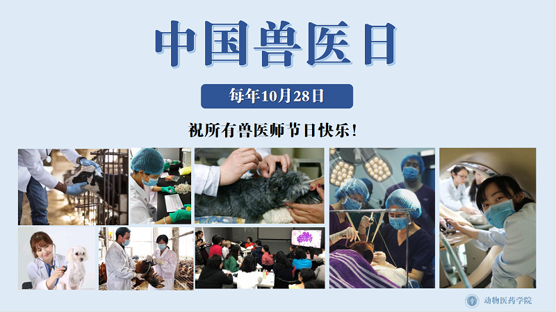 打造专业兽医网站,助力动物健康事业 搜狗SEO 打造专业兽医网站,助力动物健康事业 打造专业兽医网站,助力动物健康事业 搜狗SEO