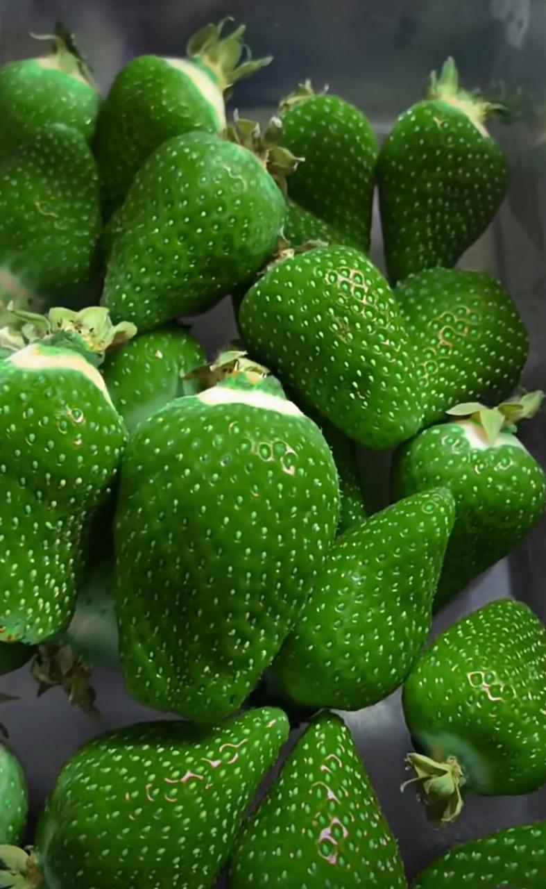 草莓网站设计,打造品牌新形象的绿色门户 搜狗SEO 草莓网站设计,打造品牌新形象的绿色门户 草莓网站设计,打造品牌新形象的绿色门户 搜狗SEO